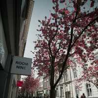 Bonn’s Cherry Blossom Avenue: Europe’s Hidden Spring Gem