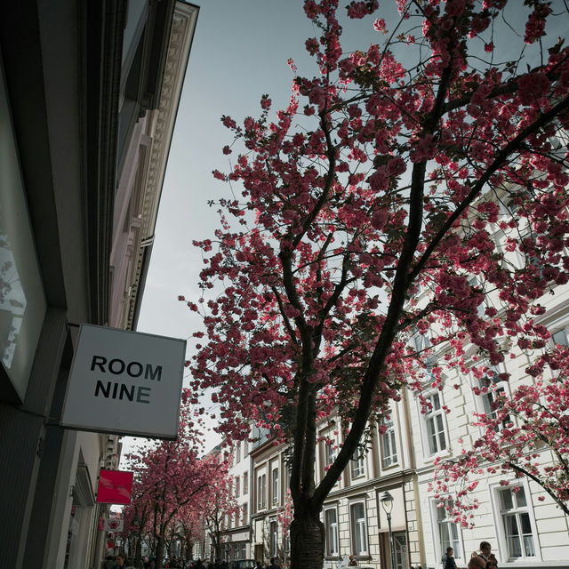 Bonn’s Cherry Blossom Avenue: Europe’s Hidden Spring Gem