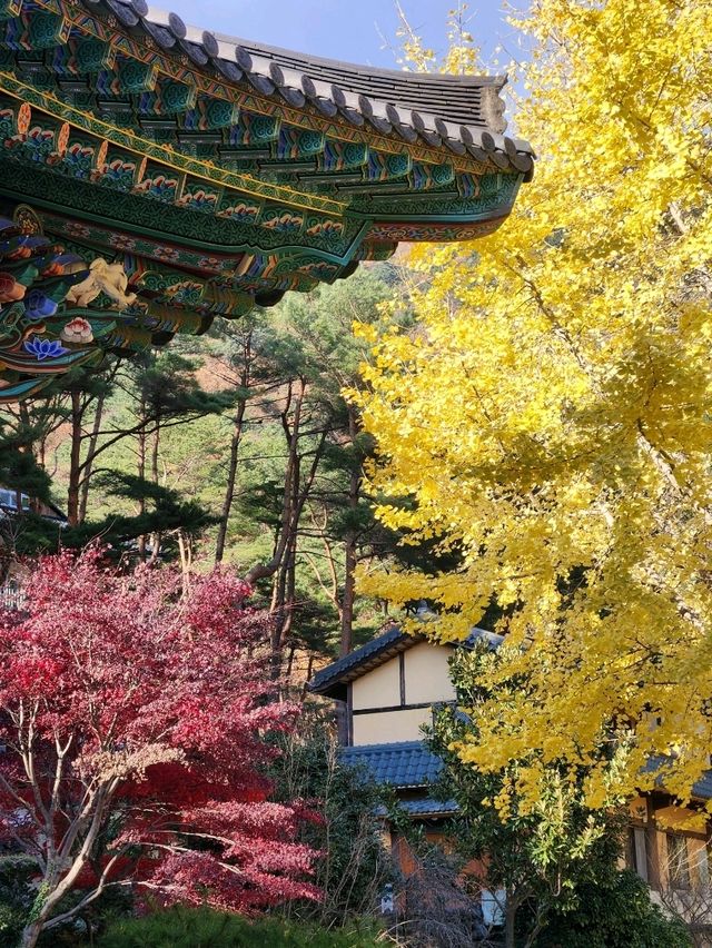 출렁다리 사진스팟과 오래된 은행나무가 유명한 반야암