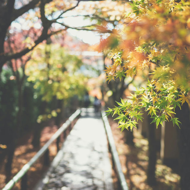 Kyoto – Harmony of Nature and Time in Bloom