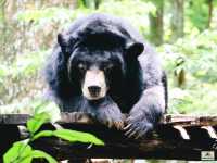 Tat Kuang Si Bear Rescue Centre