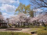 清水沼公園，曾經的沼澤之地，現搖身一變成了公園住宅和賞櫻之所