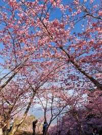 南部最早開花的寶山二集團櫻花公園！