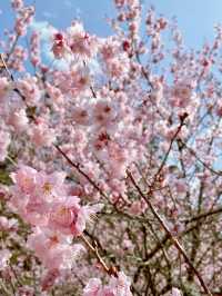 粉嫩山谷裡的夢幻仙境：武陵農場櫻花季🌸
