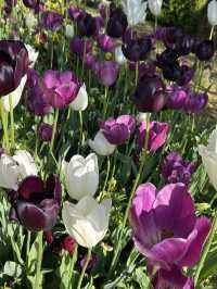 【富山】🌷砺波チューリップフェア🌷
