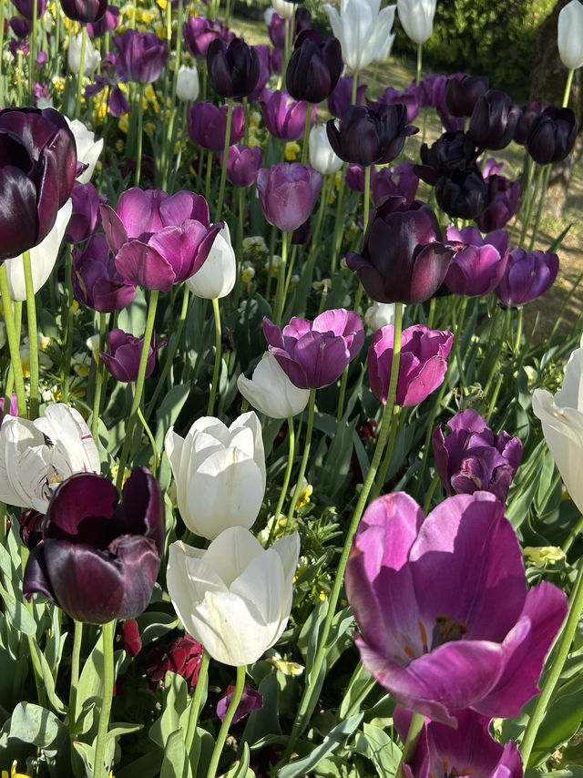 【富山】🌷砺波チューリップフェア🌷