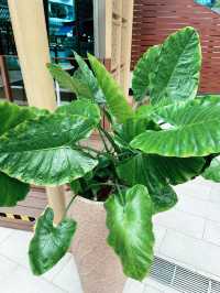 Four Points by Sheraton Kuala Lumpur – A Family-Friendly Oasis in the City  