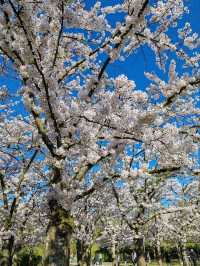 Fun Under The Cherry Blossom at Bloesempark