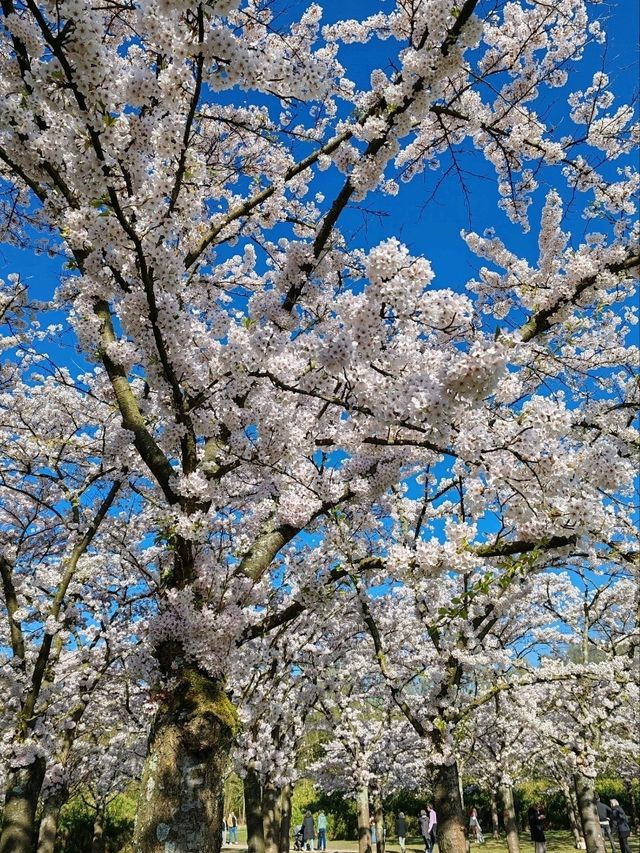 Fun Under The Cherry Blossom at Bloesempark