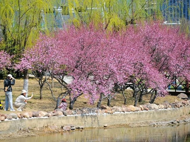 Qingdao – Where Coastal Charm Meets Old World Elegance