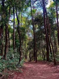 Nature’s Springtime Splash in Chiang Mai