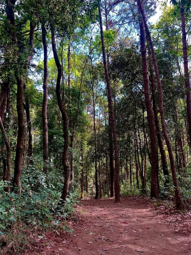 Nature’s Springtime Splash in Chiang Mai