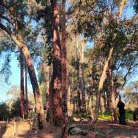Araluen Botanic Park – Nature's Masterpiece