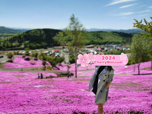 Pink Sakura Blossom in Abashiri