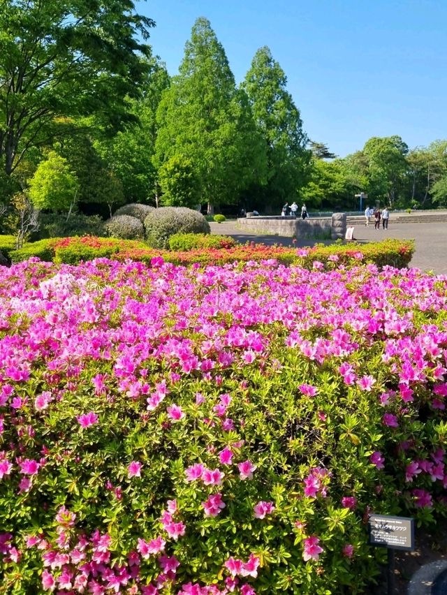 A PEACEFUL SPRING GETAWAY IN THE EASTERN KANTO REGION