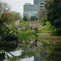 Japan – A Thousand Shades of Sakura Blossoms