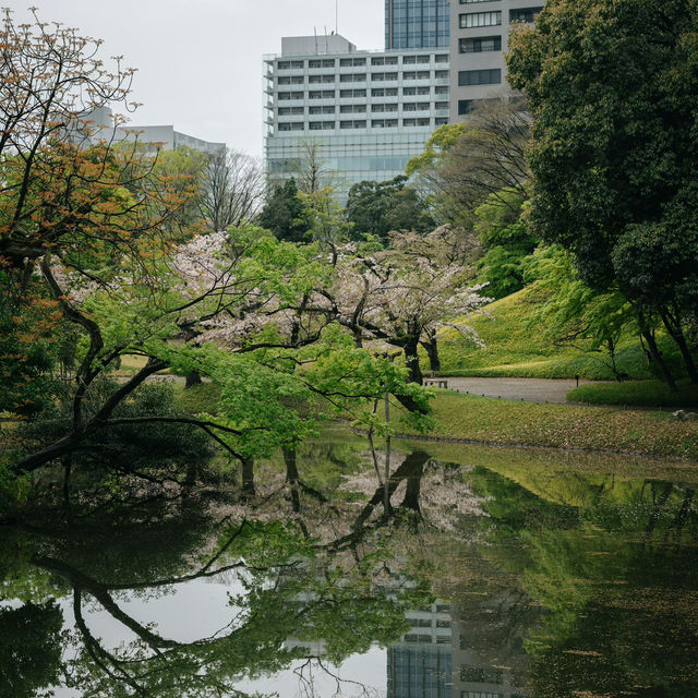 Japan – A Thousand Shades of Sakura Blossoms