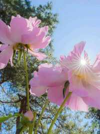 New York Botanical Garden – A Living Museum in the Bronx