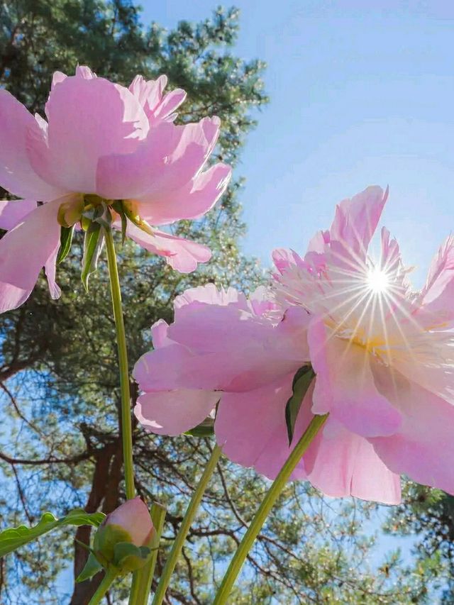 New York Botanical Garden – A Living Museum in the Bronx