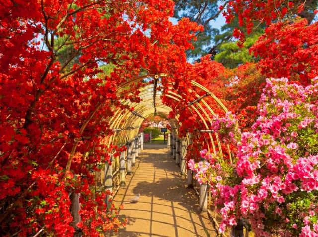Tsutsujigaoka Park – Tokyo’s Springtime Bloom Spot