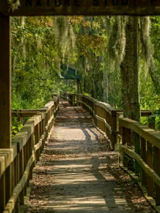 Into the Wild: Hiking Through Barataria Preserve