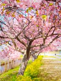 History in Bloom at Matsusaka Park