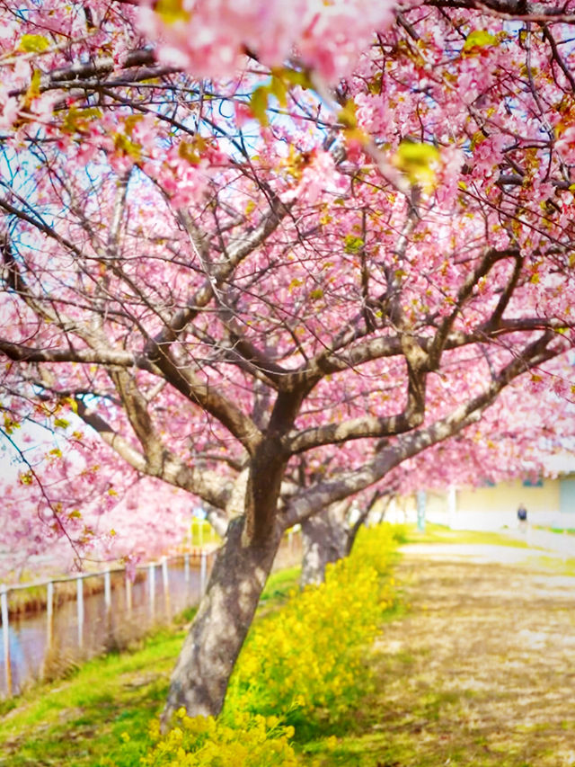 History in Bloom at Matsusaka Park