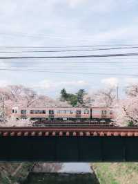 Blossom Bliss at Yoro Park: Nature’s Pink Symphony