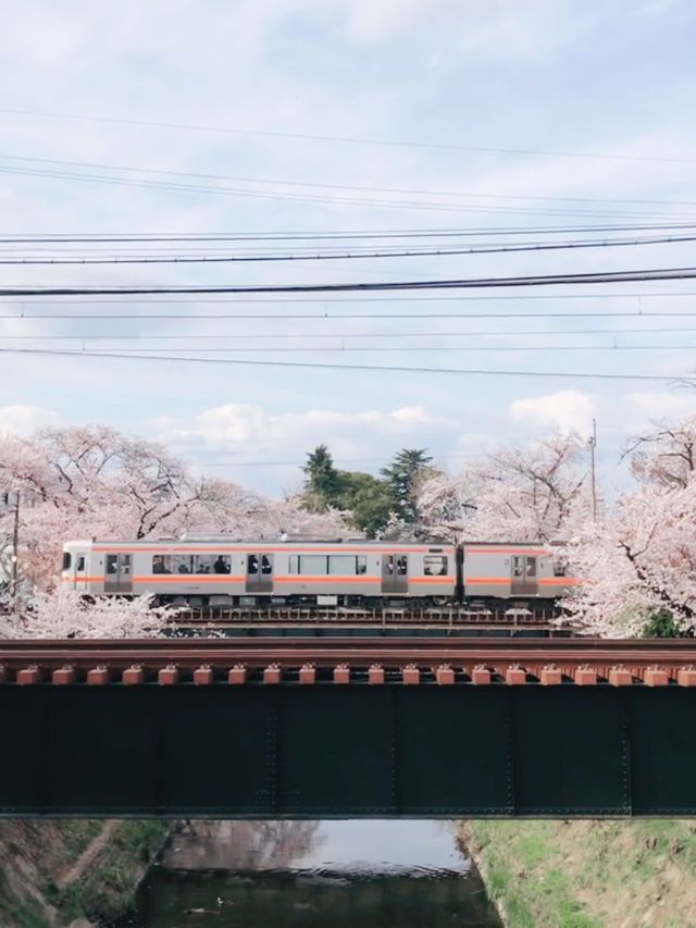 Blossom Bliss at Yoro Park: Nature’s Pink Symphony