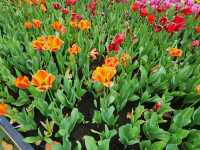 You Won’t Believe This Is in Hong Kong: A Stunning Tulip Garden at Lake Egret Nature Park