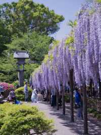 【行く前にこれ見て】古社の境内に垂れ下がる神秘的な紫のカーテン💜✨※観光攻略情報付き