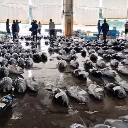 Katsuura Fish Market is buzzing !