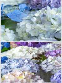紫陽花　花手水