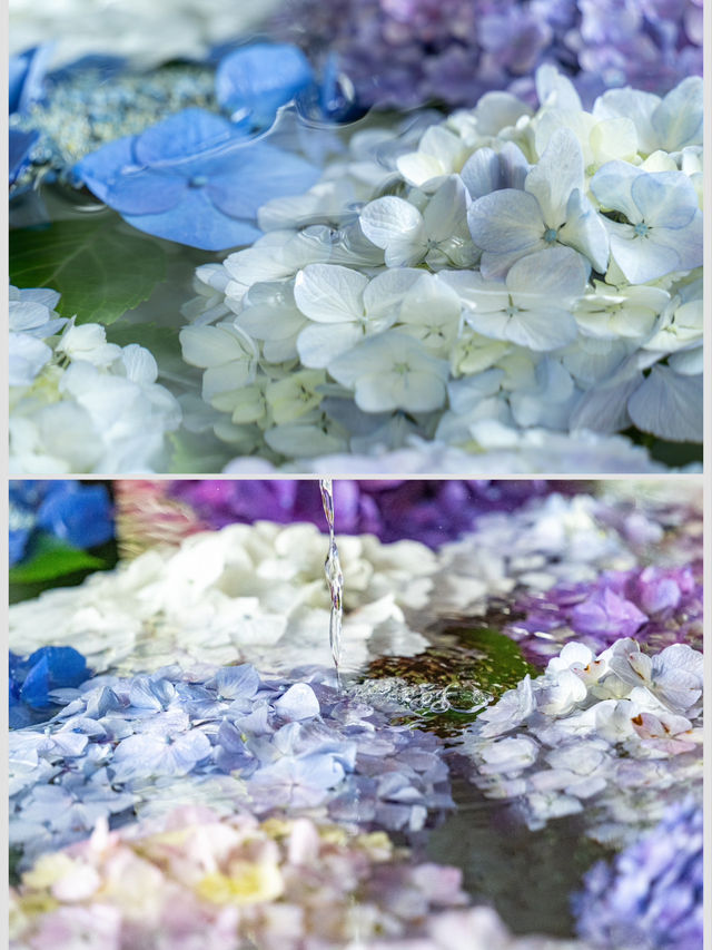 紫陽花　花手水