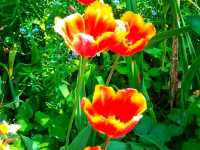 Where Spring Hides in Petals – Fletcher Moss Botanical Garden