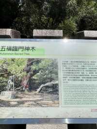 台中石岡「五樹共生奇景超壯觀」