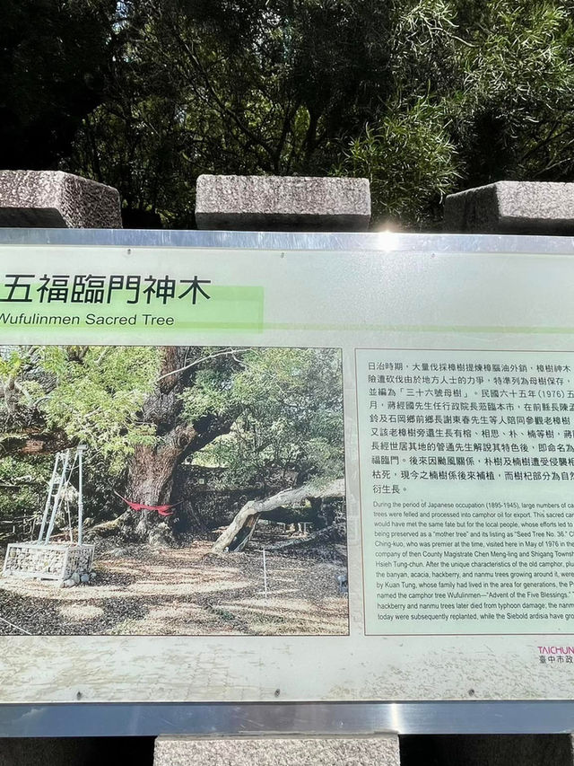 台中石岡「五樹共生奇景超壯觀」