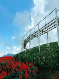 Whispers in White – A Stroll Through Ying Yong Flower Garden