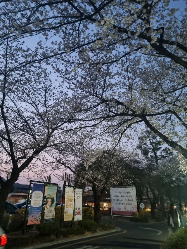 벚꽃필때 가면 좋은 정독도서관