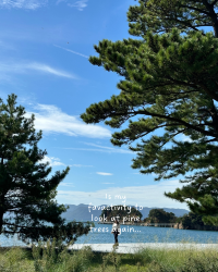 [Japan 🇯🇵] Naoshima: Where Art Meets Island Paradise (and My Pumpkin Dreams Came True!)