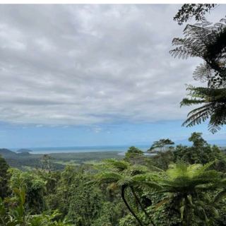 Daintree Rainforest – QLD