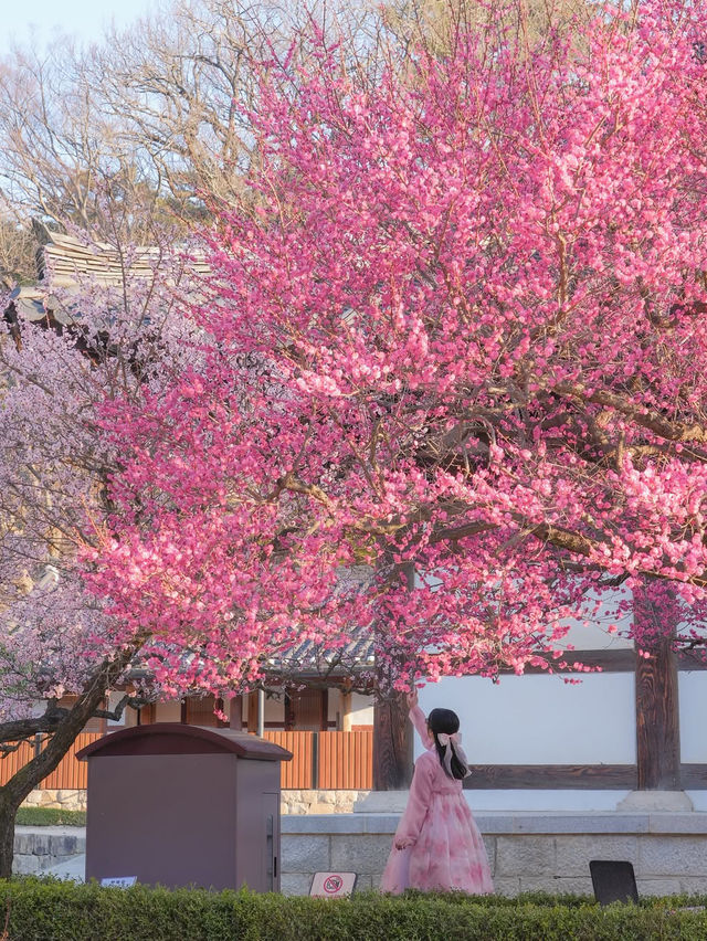 고즈넉한 아름다움 가득 풍기는 통도사 홍매화🌸
