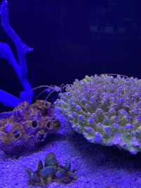 อควาเรีย ภูเก็ต (Aquaria Phuket) 