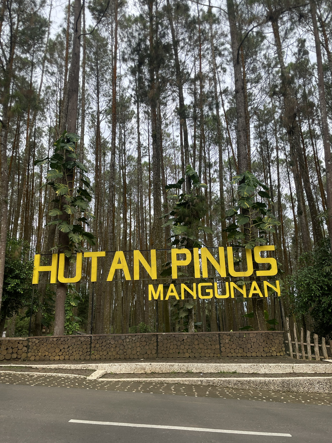 Rừng thông Mangunan