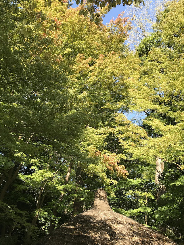 【両国　相撲と公園のまち歩き　東京都墨田区】