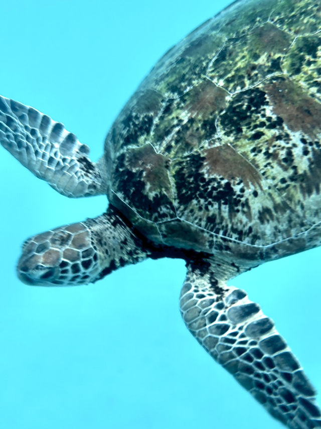 Redang Island: Where Turquoise Dreams Meet Coral Wonders