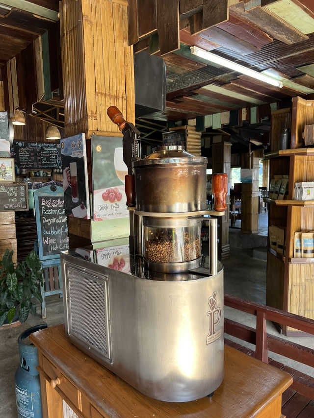 ไปจิ๊บกาแฟนั่งดูป่าเขียวชะอุ่ม ดอยผาหมีหน้าฝนกัน ☘️