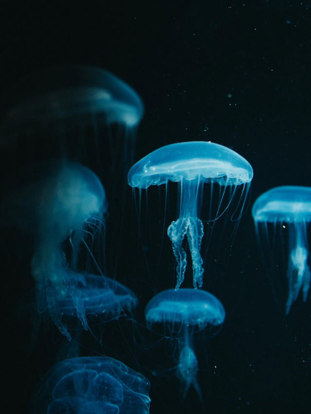 🎯【山形・加茂水族館（クラゲドリーム館）】クラゲに癒される、不思議な青の世界 💙 