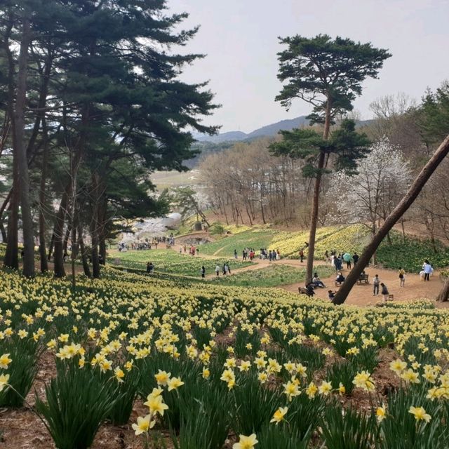 서산유기방가옥, 시간이 멈춘 고택에서 수선화축제 만끽한 하루!
