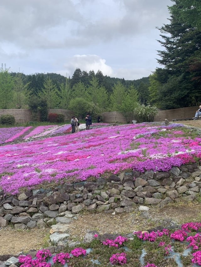 芝桜の花のじゅうたん❤️